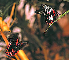 Schmetterlingspark Merkurius