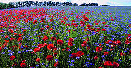 Mai-Bild