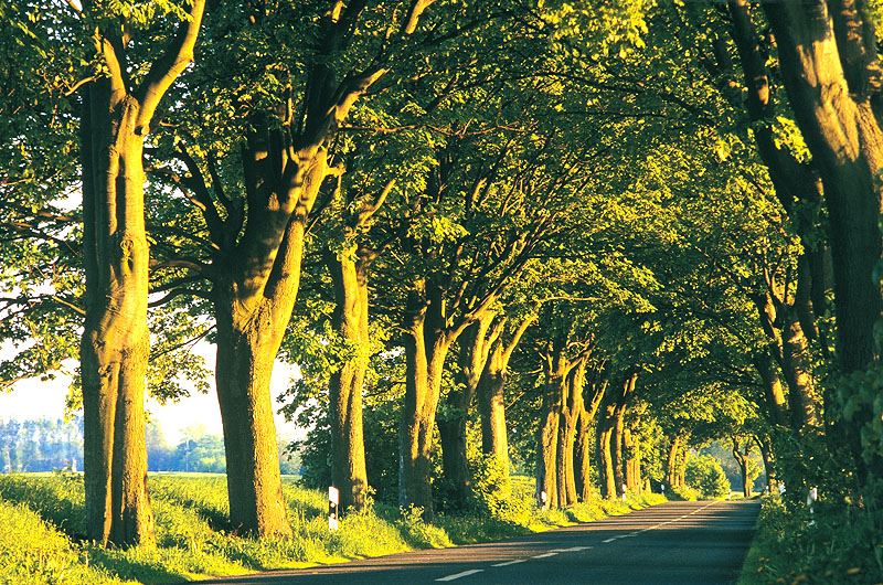 zur Übersicht Alleen 1