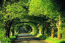 Krimlindenallee bei Garz