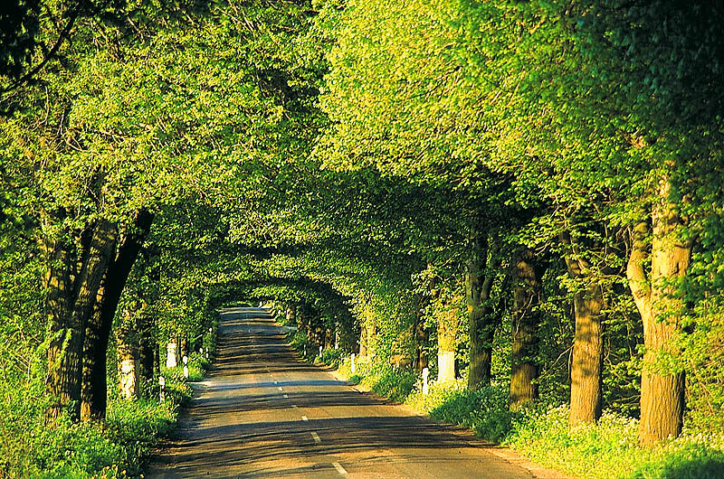 zur Übersicht Alleen 1