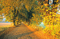 Kastanienallee zum Jagdschloss Granitz
