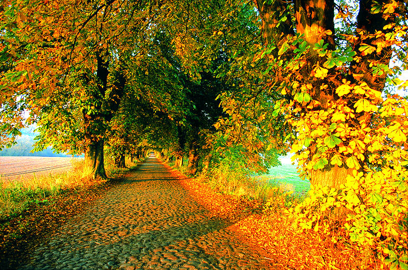 zur Übersicht Alleen 1