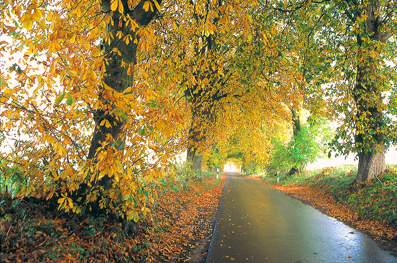 zur Übersicht Alleen 1