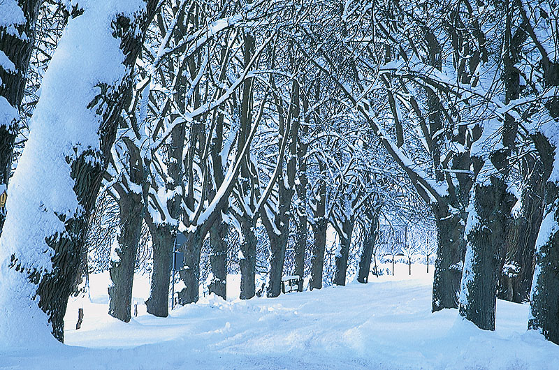 zur Übersicht Alleen 1