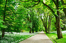 Allee im Putbusser Park
