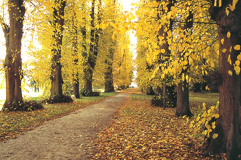 zur Übersicht Alleen 2