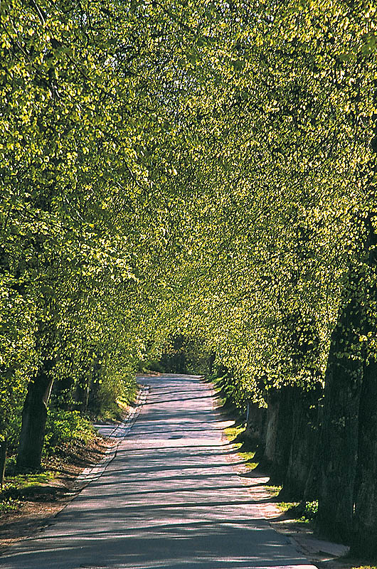 zur Übersicht Alleen 2