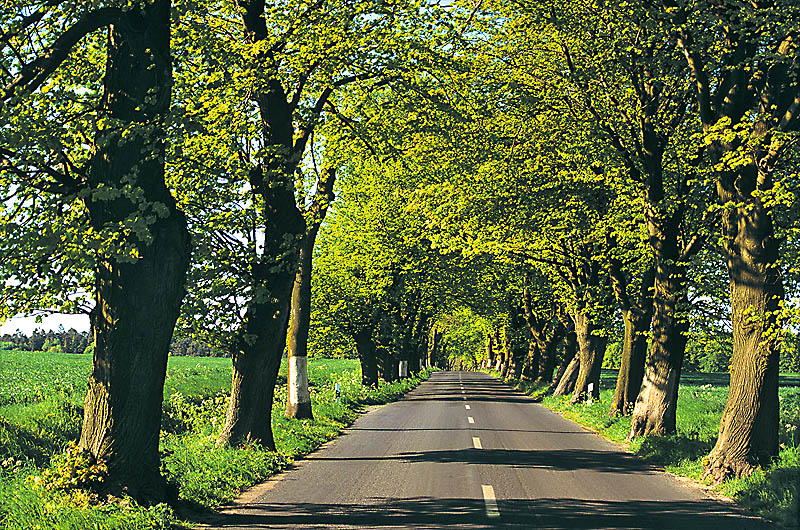 zur Übersicht Alleen 2
