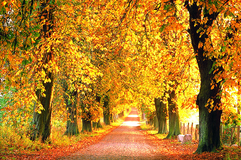 zur Übersicht Alleen 2