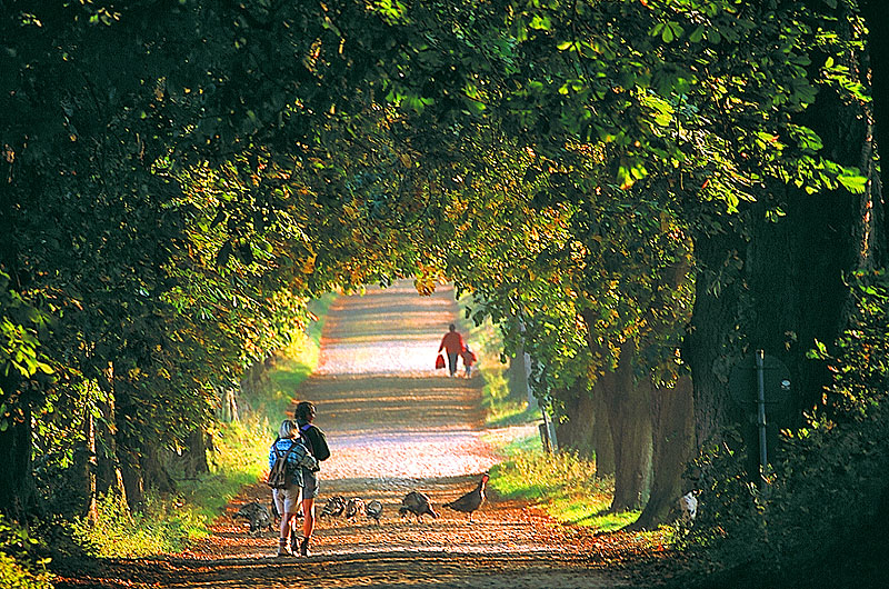 zur Übersicht Alleen 3