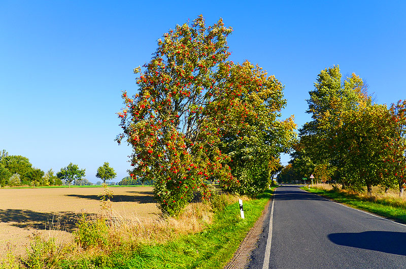 zur Übersicht Alleen 3