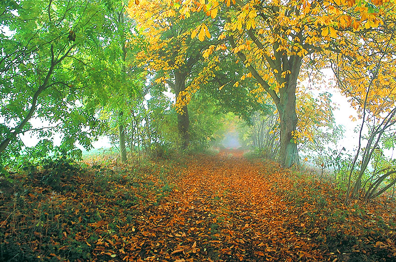 zur Übersicht Alleen 3