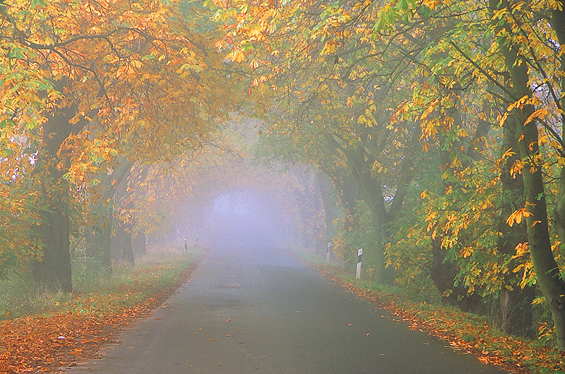 zur Übersicht Alleen 3