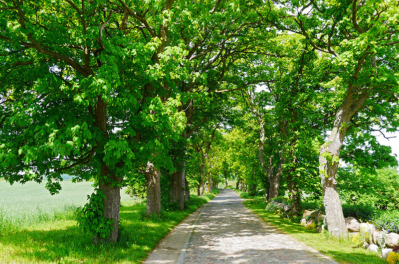 zur Übersicht Alleen 4