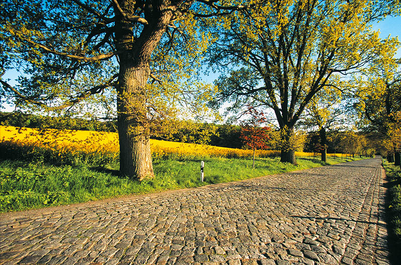 zur Übersicht Alleen 4