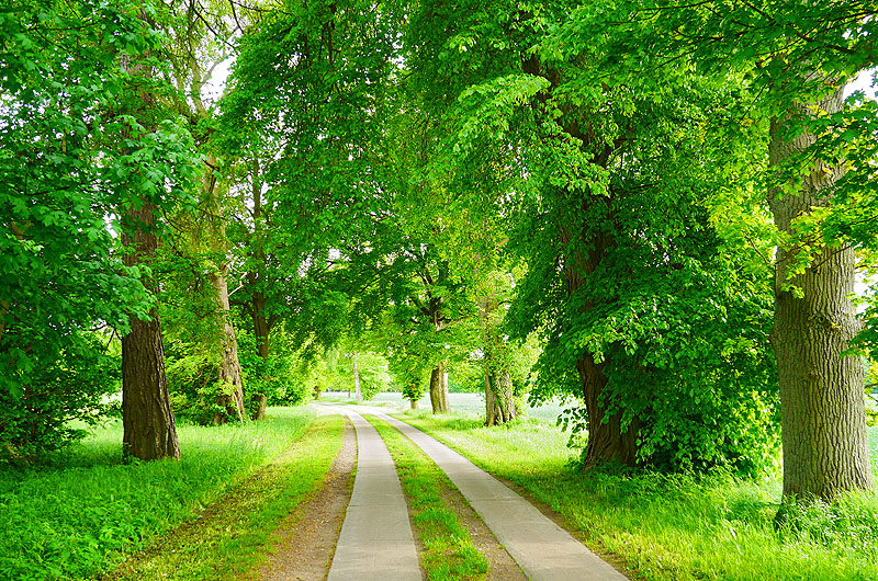 zur Übersicht Alleen 4