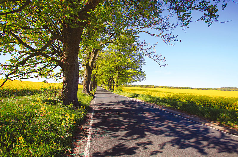zur Übersicht Alleen 4