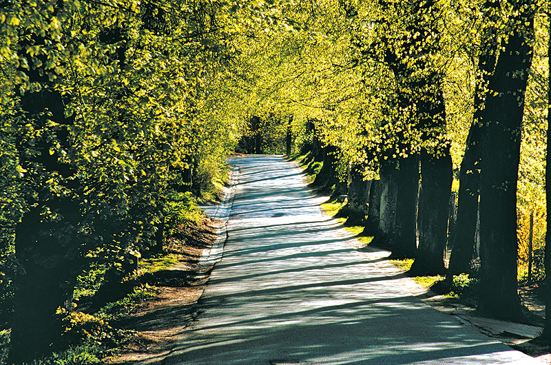 zur Übersicht Alleen 4