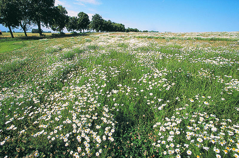 zur Übersicht Arkona 3