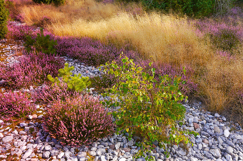 zur Übersicht Feuersteinfelder 1