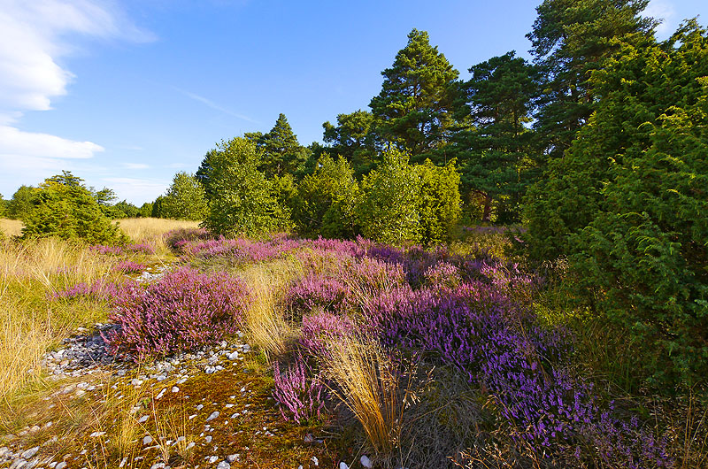 zur Übersicht Feuersteinfelder 1