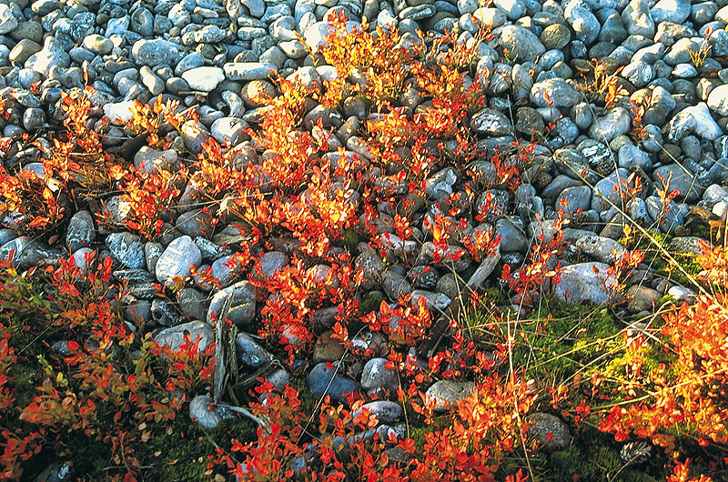 zur Übersicht Feuersteinfelder 1