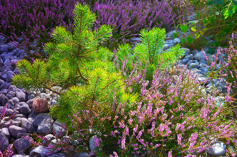 zur Übersicht Feuersteinfelder 2