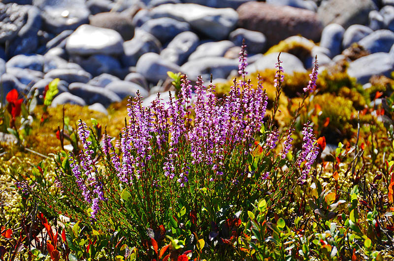 zur Übersicht Feuersteinfelder 2