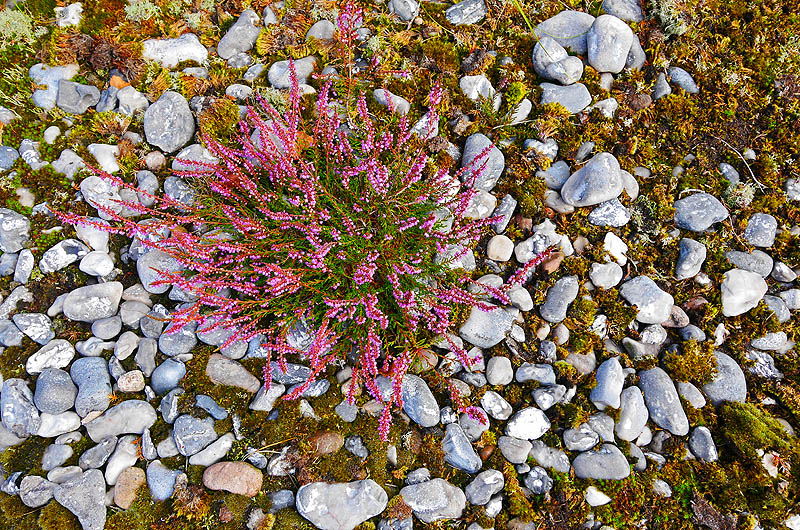 zur Übersicht Feuersteinfelder 2