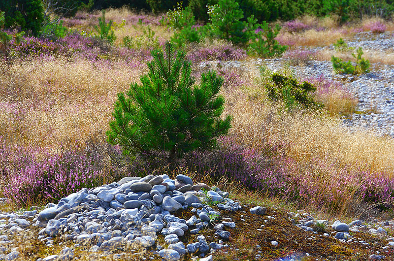 zur Übersicht Feuersteinfelder 2
