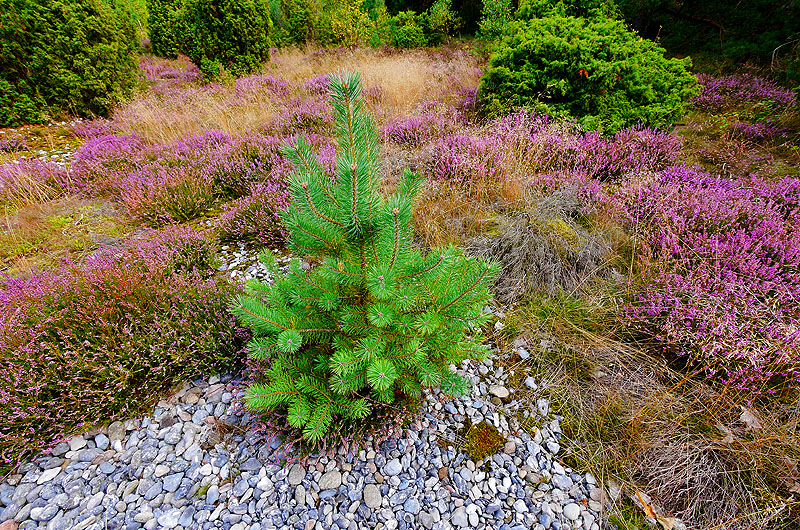zur Übersicht Feuersteinfelder 2