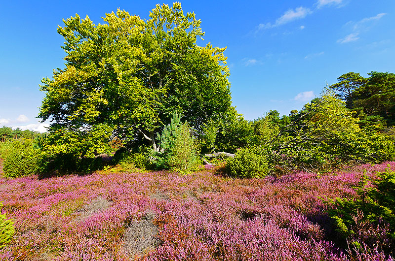 zur Übersicht Feuersteinfelder 3