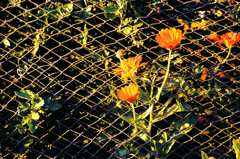 zur Übersicht Fischer-Requisiten 3