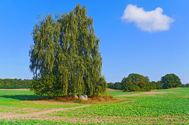zur Übersicht Hünengräber 1