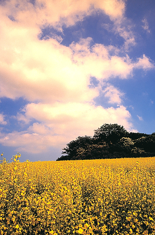 zur Übersicht Hünengräber 2