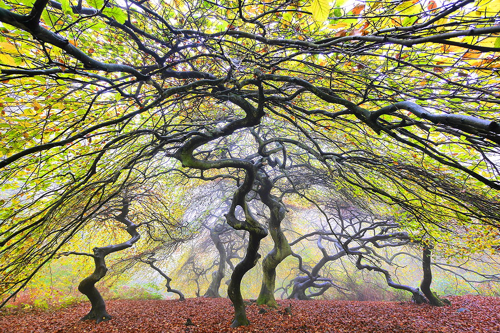 zur Übersicht Hexenwald 1