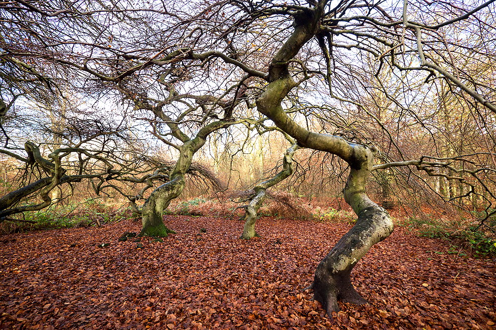 zur Übersicht Hexenwald 1
