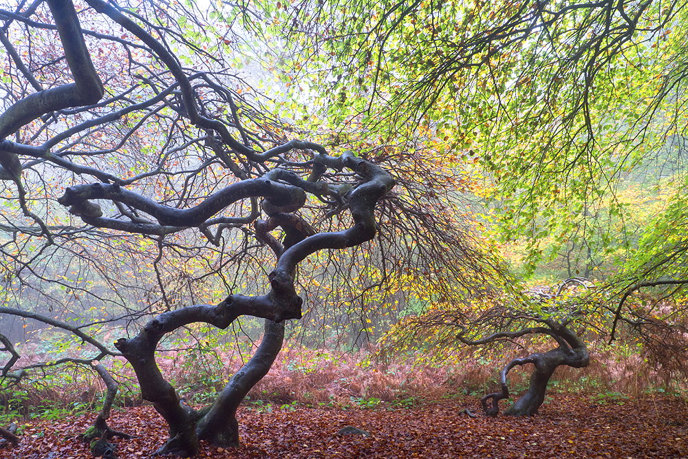 zur Übersicht Hexenwald 1