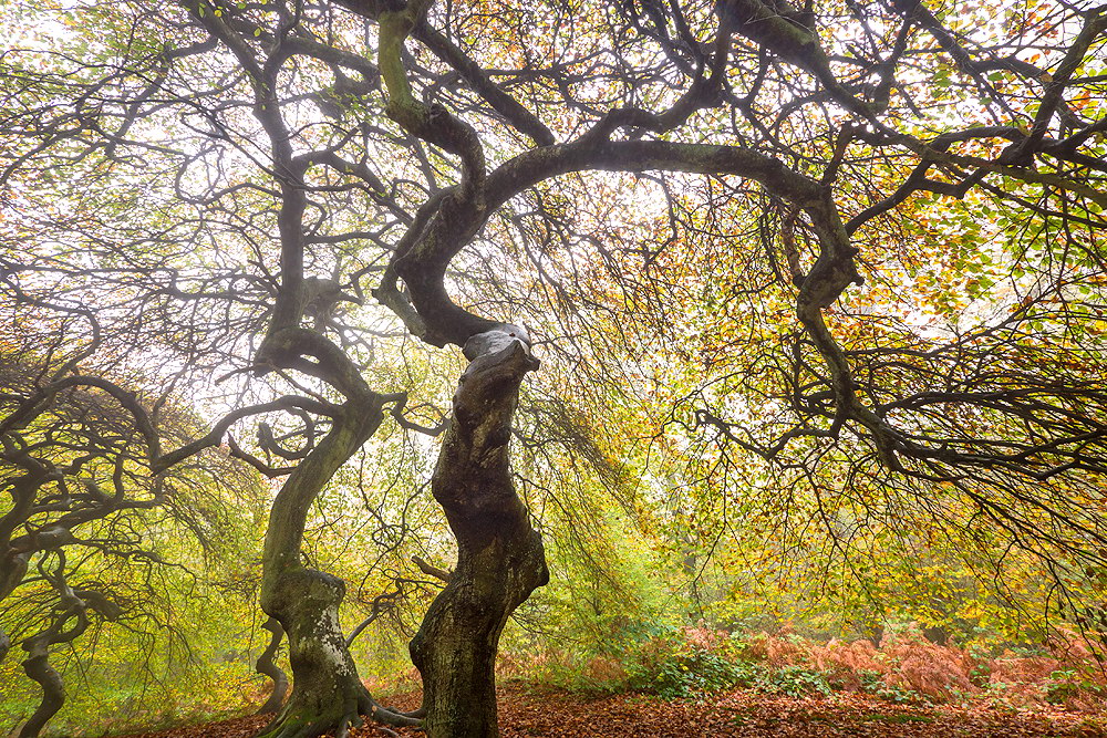 zur Übersicht Hexenwald 1