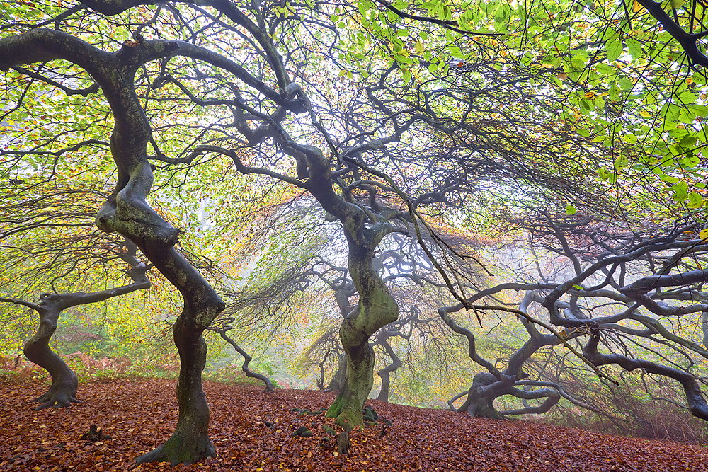 zur Übersicht Hexenwald 1