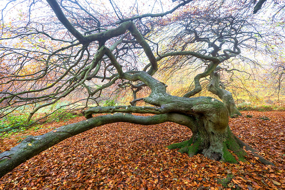 zur Übersicht Hexenwald 1