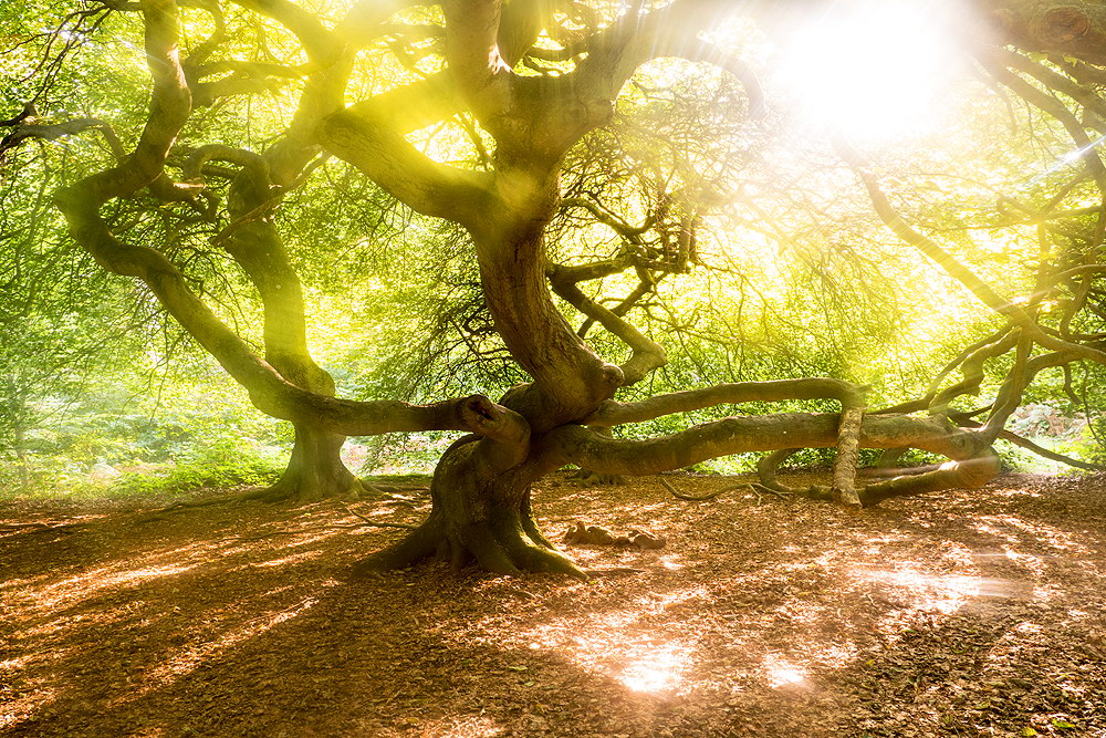 zur Übersicht Hexenwald 2