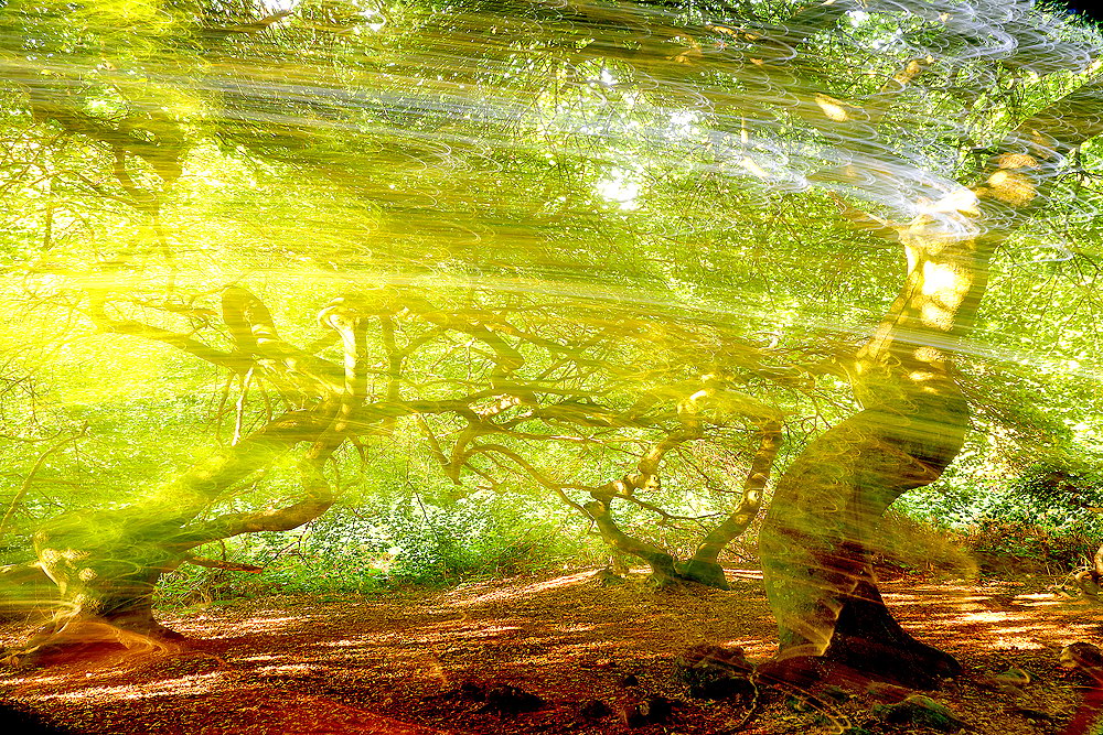 zur Übersicht Hexenwald 2