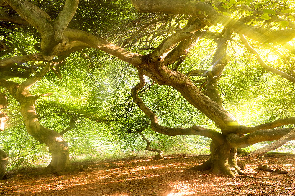 zur Übersicht Hexenwald 2