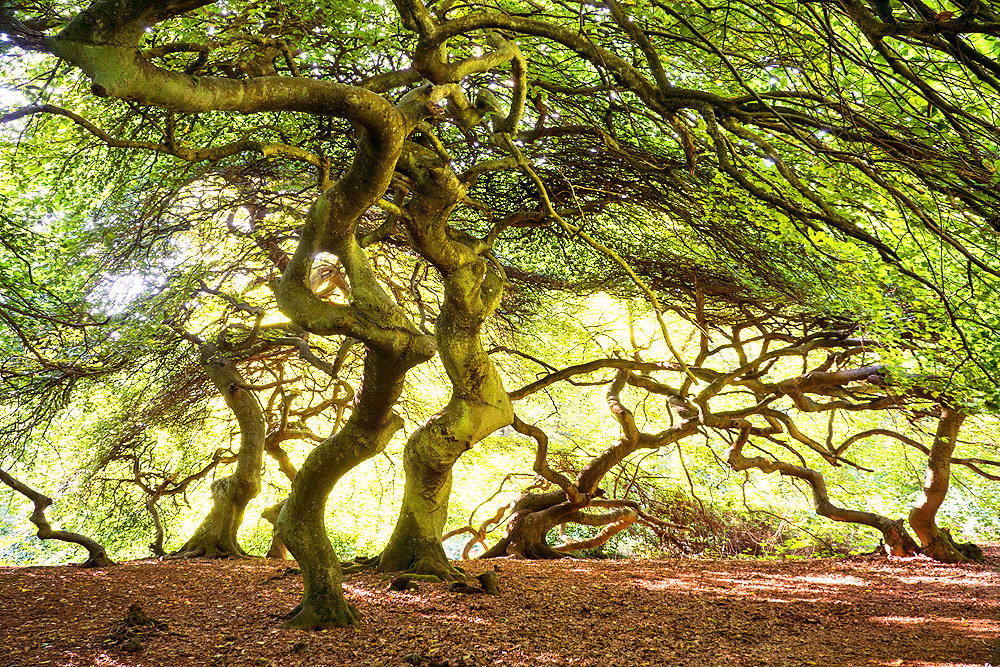 zur Übersicht Hexenwald 2