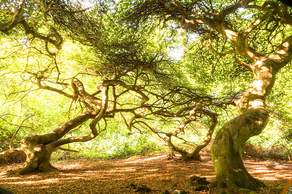 zur Übersicht Hexenwald 2