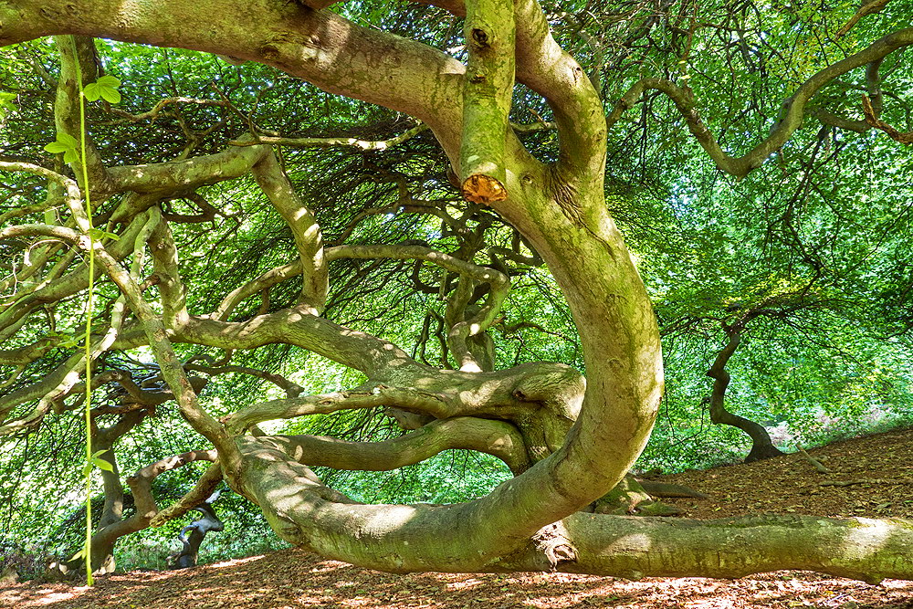 zur Übersicht Hexenwald 2