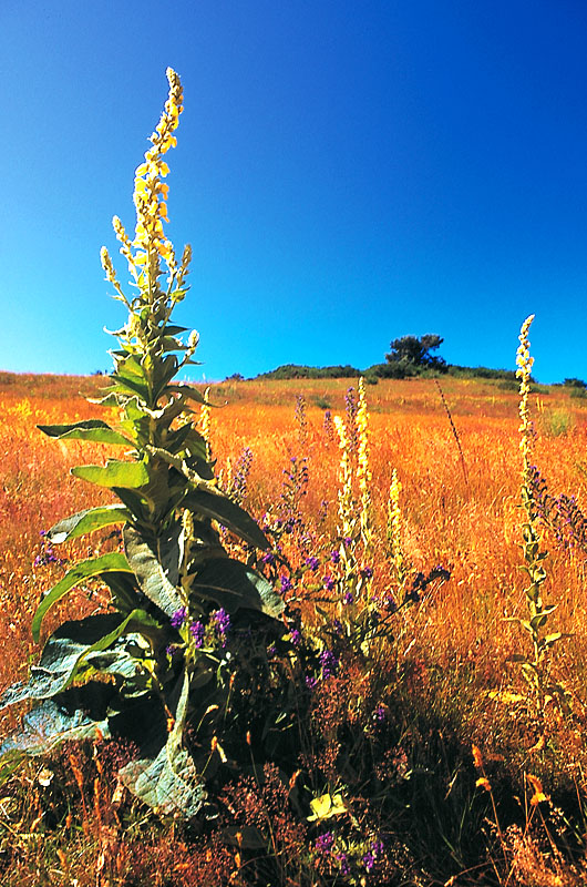 zur Übersicht Hiddensee 1