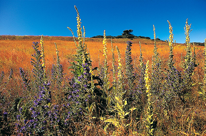 zur Übersicht Hiddensee 3